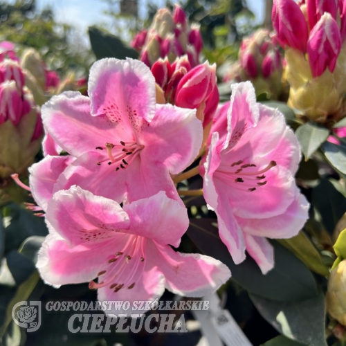 Janet Ward- Rhododendron hybrid - Janet Ward - Rhododendron hybridum