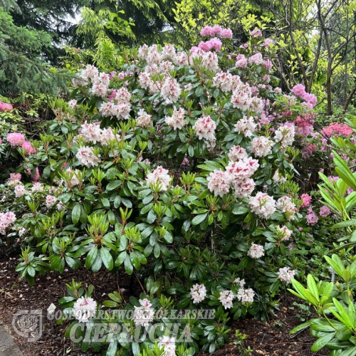 Kalamaika - Рододендрон гибридный - Kalamaika  - Rhododendron hybridum