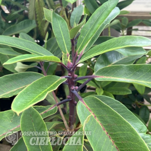 Loderi King George - Рододендрон гибридный - Loderi King George - Rhododendron hybridum