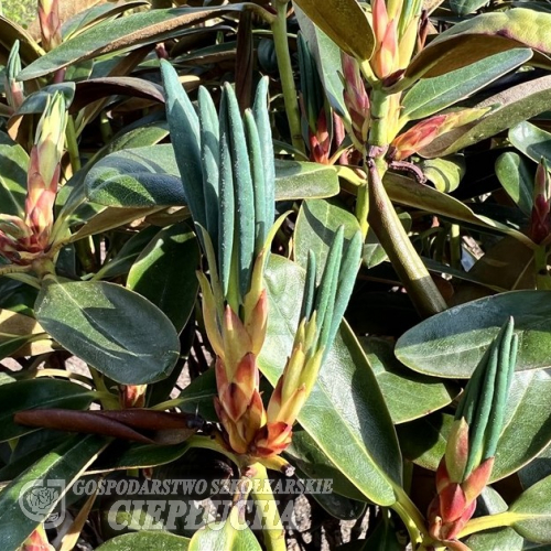 Rhododendron campanulatum ssp. aeruginosum - Rhododendren - Rhododendron campanulatum ssp. aeruginosum