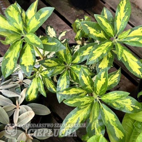 Molten Gold - Рододендрон гибридный - Rhododendron 'Molten Gold'