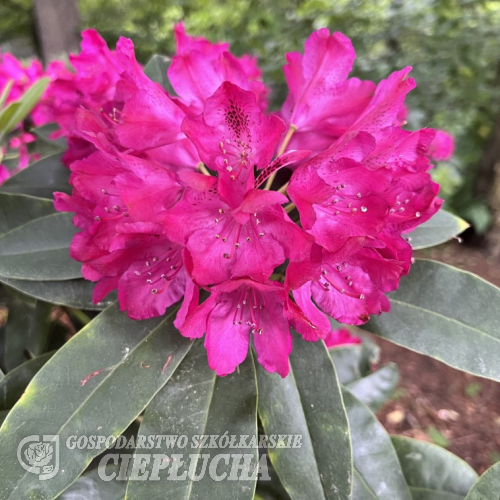 Quendel - Рододендрон гибридный - 'Rhododendron Quendel'
