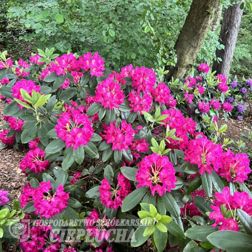 Quito - Рододендрон гибридный - Rhododendron 'Quito'