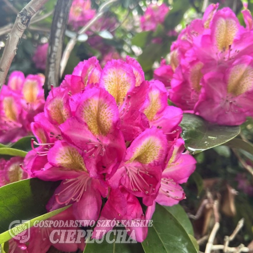 Sonare - Рододендрон гибридный - Rhododendron 'Sonare'