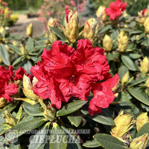 Vulcan's Flame - Рододендрон гибридный - Rhododendron 'Vulcan's Flame'