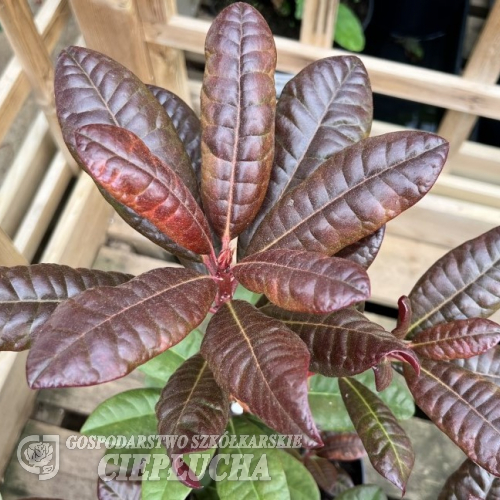Wonderred - Рододендрон гибридный - Rhododendron hybrid 'Wonderred'