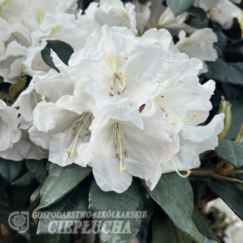 Aesthetica - Rhododendron smirnowii x bureavii - Rhododendron smirnowii x bureavii 'Aesthetica'