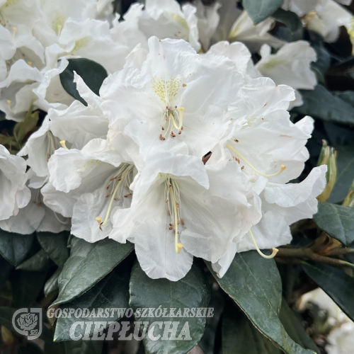 Aesthetica - różanecznik smirnowii x bureavii - Rhododendron smirnowii x bureavii 'Aesthetica'