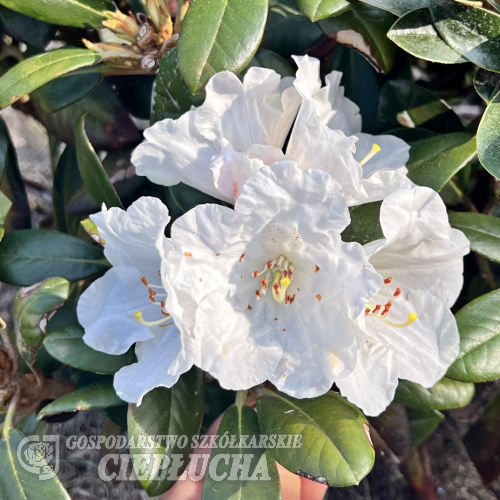 Elya - Rhododendron (Fabia x bureavii) x degronianum ssp. yakushimanum - Rhododendron (Fabia x bureavii ) x degronianum ssp. yakushimanum 'Elya'