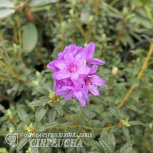 Frost Hexe - Рододендрон миниатюрный - Rhododendron impeditum 'Frost Hexe'