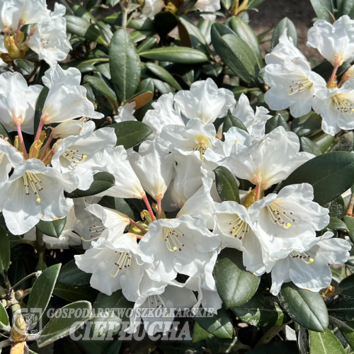 Foxy Lady - Rhododendron yakushimanum x hybridum - Rhododendron yakushimanum x hybridum 'Foxy Lady'