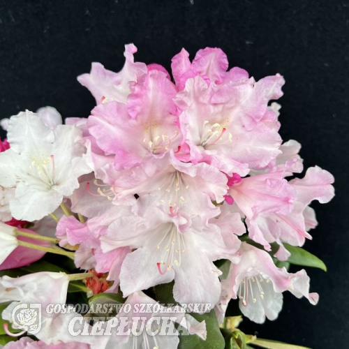 Ken Janeck - Rhododendron selekt degronianum ssp. yakushimanum - Ken Janeck - Rhododendron selekt degronianum ssp. yakushimanum
