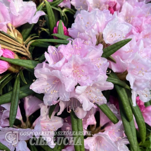 Fuju-kaku-no-matsu - różanecznik makinoi - Fuju-kaku-no-matsu - Rhododendron makinoi