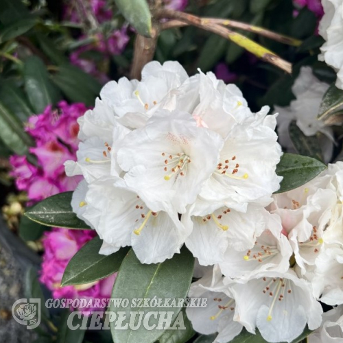 Teddy Bear - różanecznik bureavii x degronianum ssp. yakushimanum - Teddy Bear - Rhododendron bureavii x degronianum ssp. yakushimanum