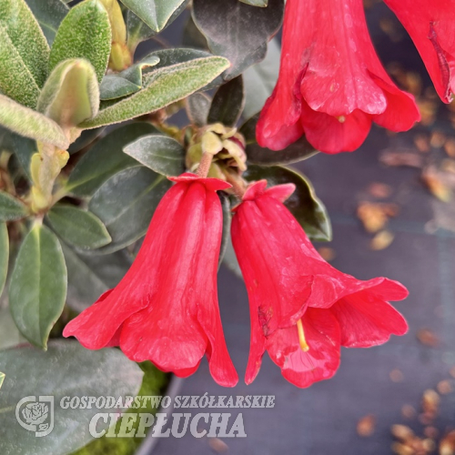 Rhododendron haematodes - różanecznik haematodes - Rhododendron haematodes