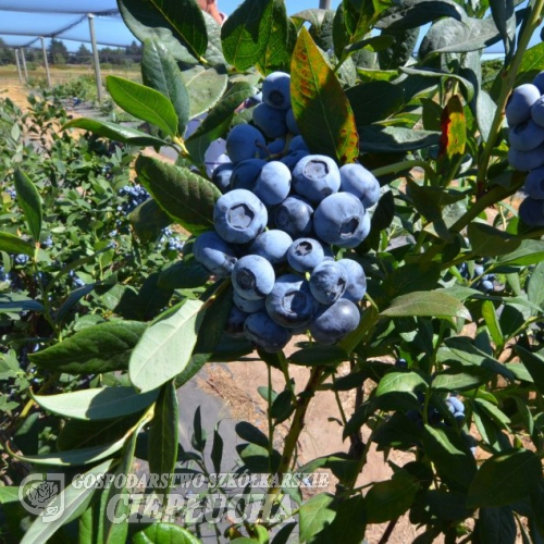 Calypso PBR - Blueberry under license - Calypso PBR - Vaccinium corymbosum