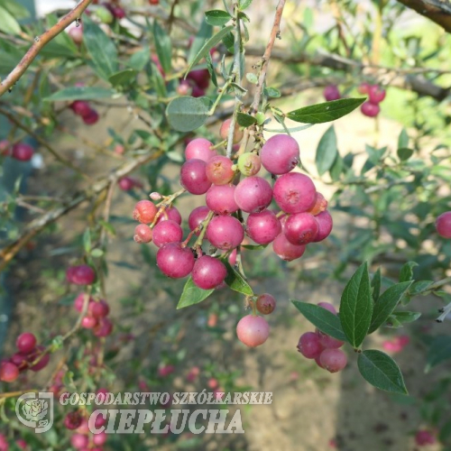 Pink Lemonade - Highbush blueberry - Pink Lemonade - Vaccinium corymbosum