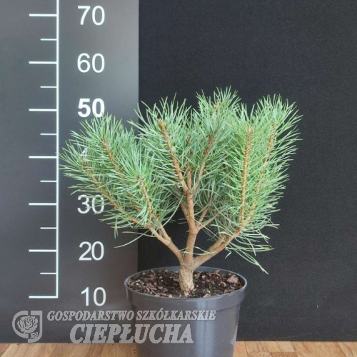 Pinus sylvestris 'Chantry Blue' - Scots pine - Pinus sylvestris 'Chantry Blue'