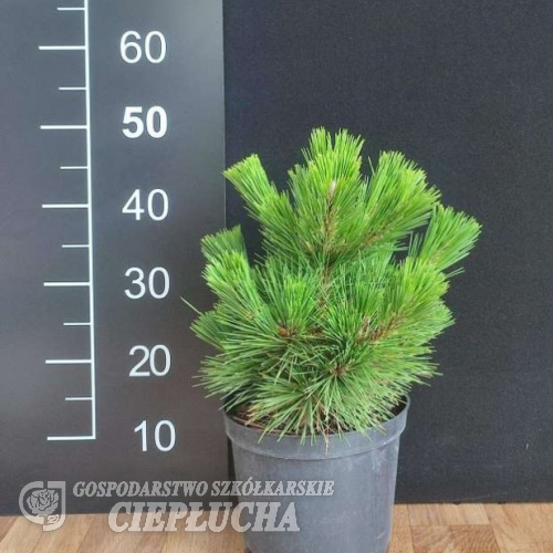 Pinus thunbergii 'Thunerhead' - sosna Thunberga - Pinus thunbergii 'Thunerhead'