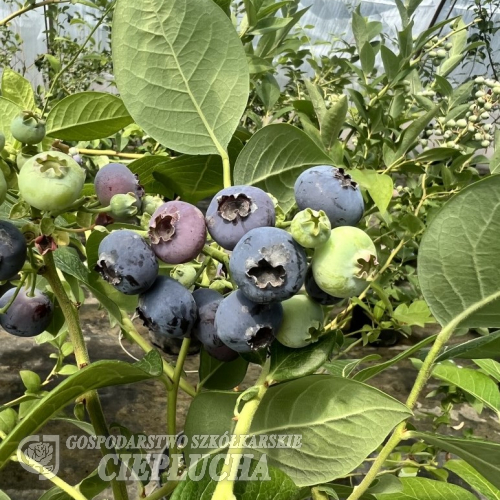 Puru PBR - Highbush blueberry - Puru PBR - Vaccinium corymbosum