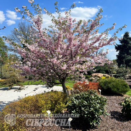 Prunus Accolade - Japanese Flowering Cherry - Prunus Accolade - Prunus serrulata Fugenzo