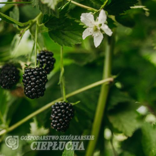 Rubus fruticosus Loch Ness - Thornless Blackberry - Rubus fruticosus Loch Ness