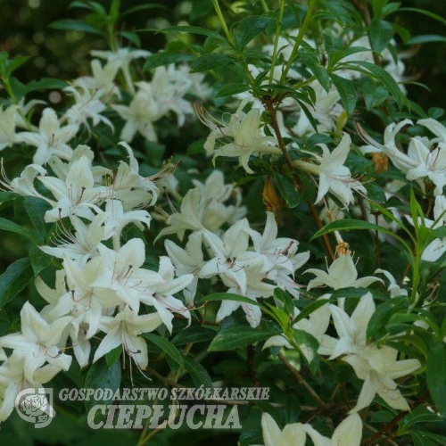 Weston’s Innocence - Azalea - Weston’s Innocence - Rhododendron (Azalea)