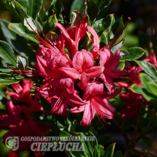 Millenium  - Azalea - Millenium - Rhododendron (Azalea)