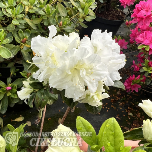 EISPRINZESSIN - Japanese azalea - EISPRINZESSIN -  Rhododendron
