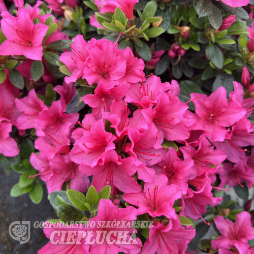 Michiko - Japanische Azalee - Michiko - Rhododendron; Rhododendron 'Geisha Michiko'