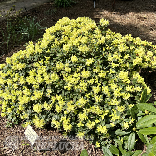 Princess Anne - Japanese Azalea - Princess Anne - Rhododendron