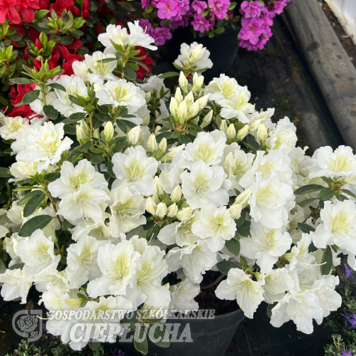 Schneezwerg - Japanese azalea - Schneezwerg - Rhododendron