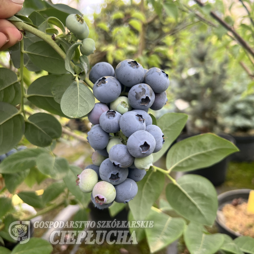 Toro - Голубика американская (высокорослая) - Toro - Vaccinium corymbosum