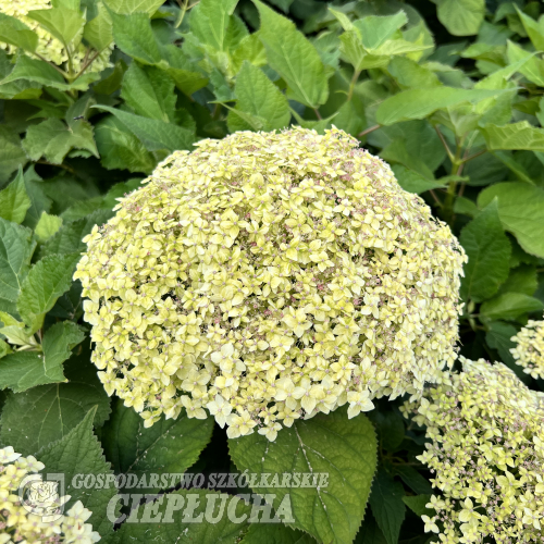 Hydrangea arborescens 'SMNHALR' LIME RICKEY PBR - hortensja drzewiasta ;hortensja krzewiasta ; hortensja krzaczasta - Hydrangea arborescens 'SMNHALR' LIME RICKEY PBR