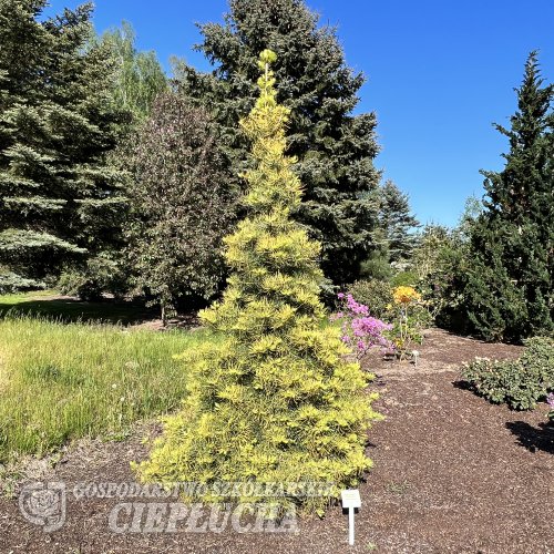 Abies concolor 'Wintergold' - Пихта одноцветная - Abies concolor 'Wintergold'