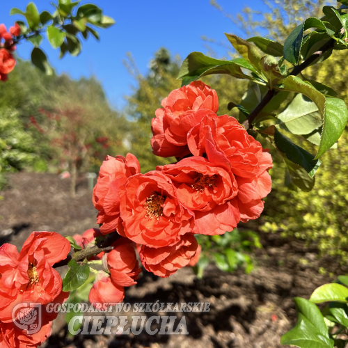 Chaenomeles speciosa 'Mincha01' MANGO STORM -  Chinesische Zierquitte - Chaenomeles speciosa 'Mincha01' MANGO STORM