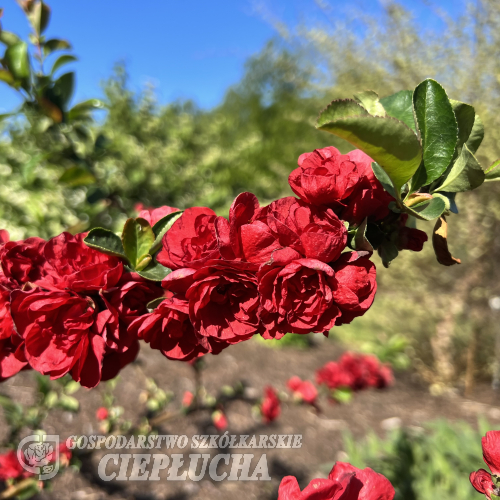 Chaenomeles speciosa 'Scarlet Storm' -  Flowering quince - Chaenomeles speciosa 'Scarlet Storm'