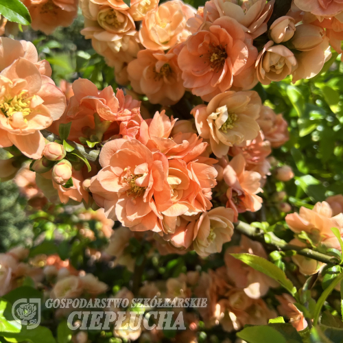 Chaenomeles x superba  'Cameo' -  Zierquitten - Chaenomeles x superba 'Cameo'