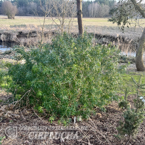 Choisya ternata - czosja trójlistkowa - Choisya ternata