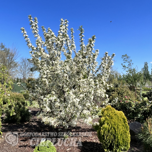 Malus 'Red Jewel'' - Crab apple ; ornamental apple - Malus 'Red Jewel'