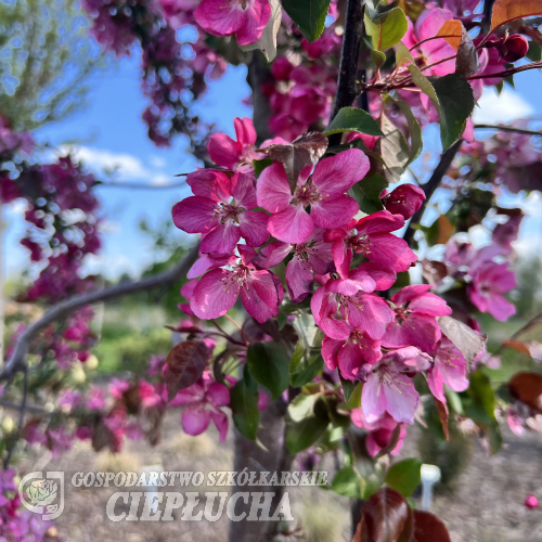 Malus 'Rudolph' - jabłoń ozdobna - Malus 'Rudolph'