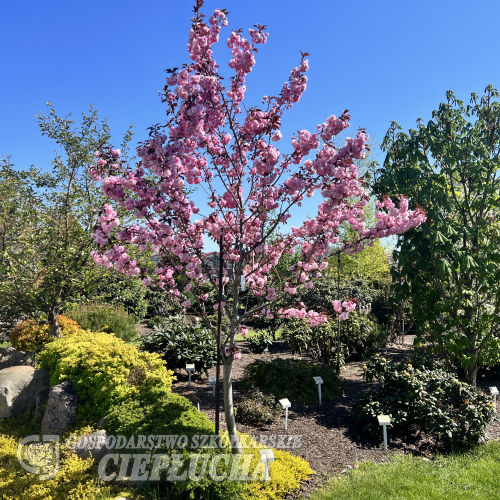 Prunus serrulata 'Royal Burgundy' - Japanese Flowering Cherry - Prunus serrulata 'Royal Burgundy'