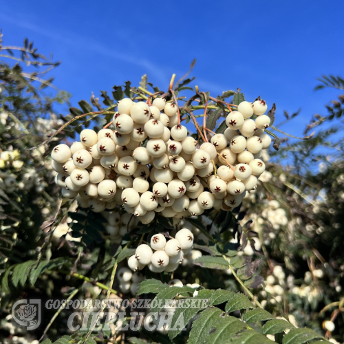 Sorbus koehneana - Chinese mountain ash - Sorbus koehneana