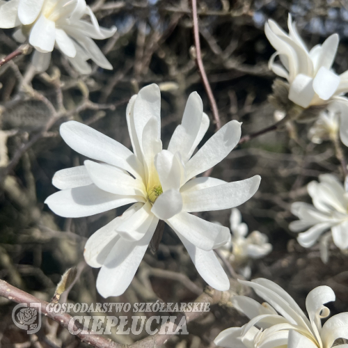 Royal Star - star magnolia - Royal Star - Magnolia stellata