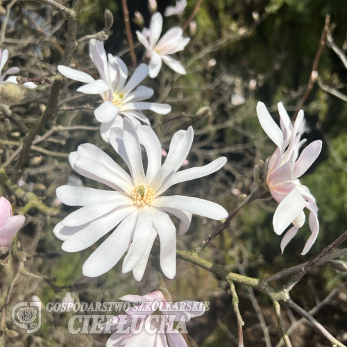 stellata 'Rosea' - star magnolia - Magnolia stellata 'Rosea'