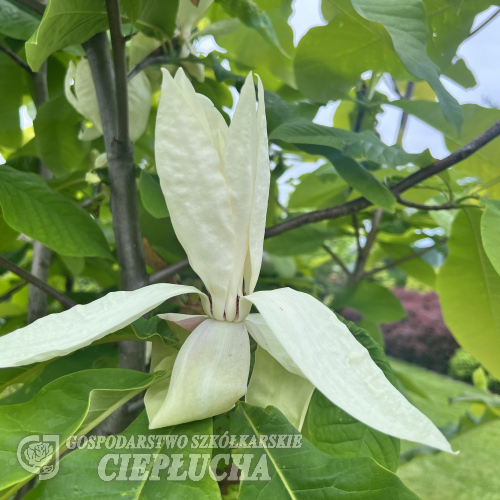 Magnolia tripetala- Магнолия трехлепестная - Magnolia tripetala