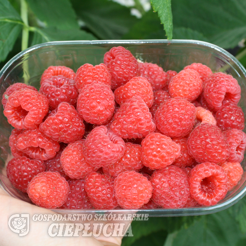 Rubus idaeus 'Magda' PBR - Raspberry - Rubus idaeus 'Magda'