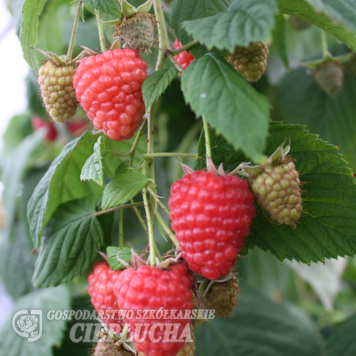 Rubus idaeus 'Regina' PBR - malina - Rubus idaeus 'Regina'