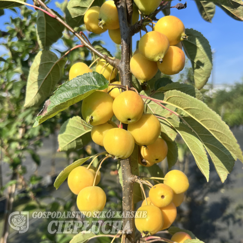 Malus 'Golden Hornet' - Zierapfel - Malus 'Golden Hornet'