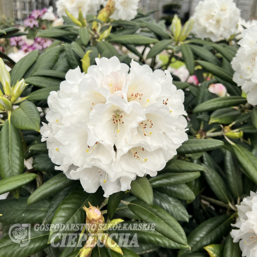 Oberschlesien - różanecznik insigne x degronianum ssp. yakushimanum - Oberschlesien - Rhododendron insigne x degronianum ssp. yakushimanum